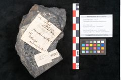 Foto (Objekt + Etikett) von Taeniopteris pseudosimplex Ettingshausen (NHMW-GEO-2024-0188-10292)